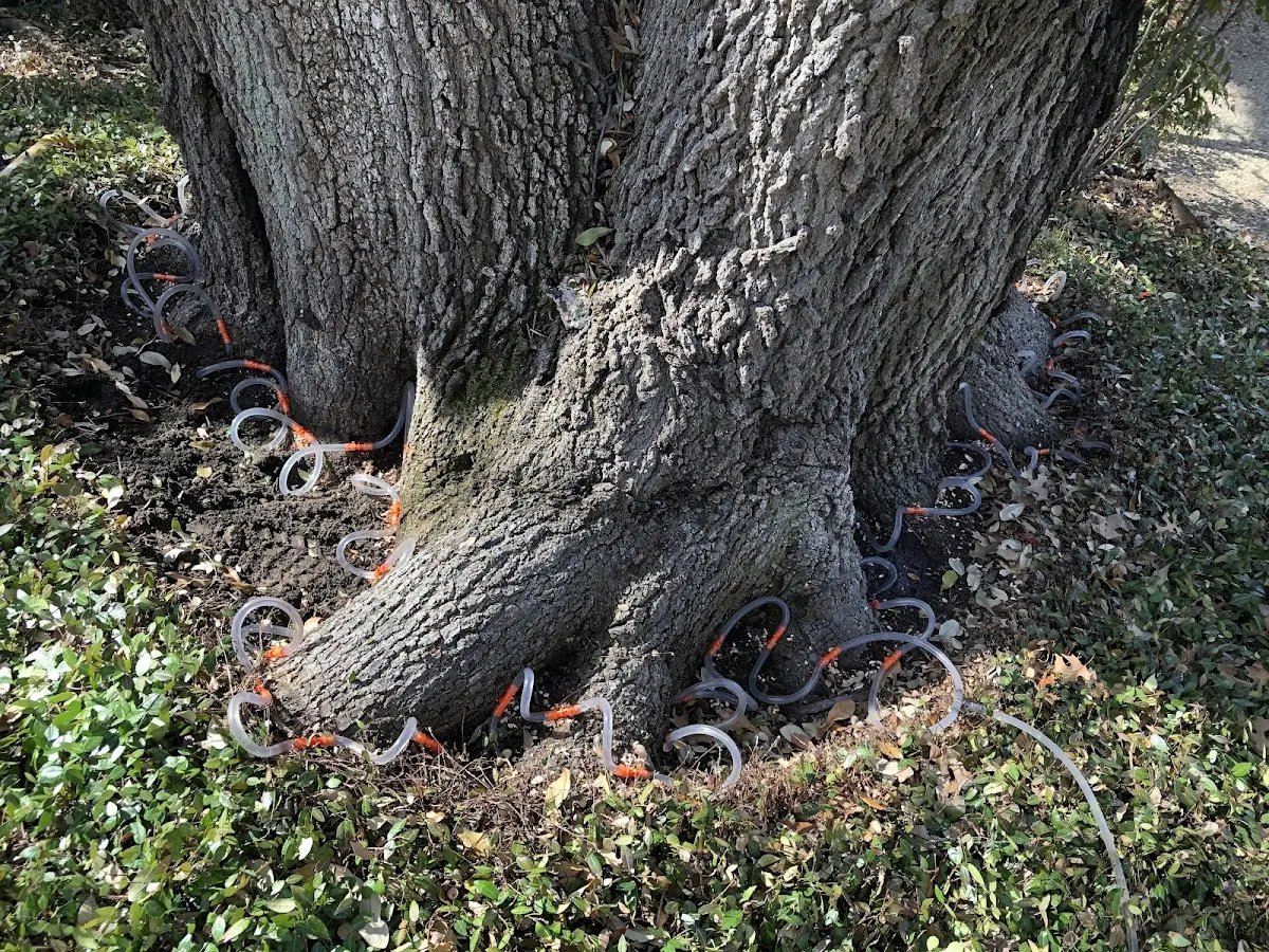 Detailed Tree Cabling and Bracing job site in Hilliards