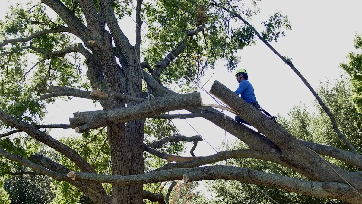 Professional Hazardous Tree Removal performed by certified arborists in Hilliards