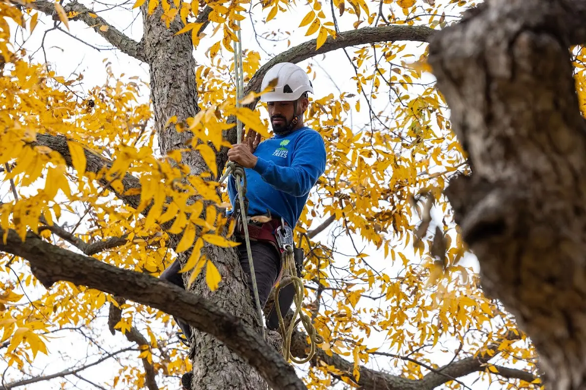 Skilled Tree Planting crew working in Hilliards